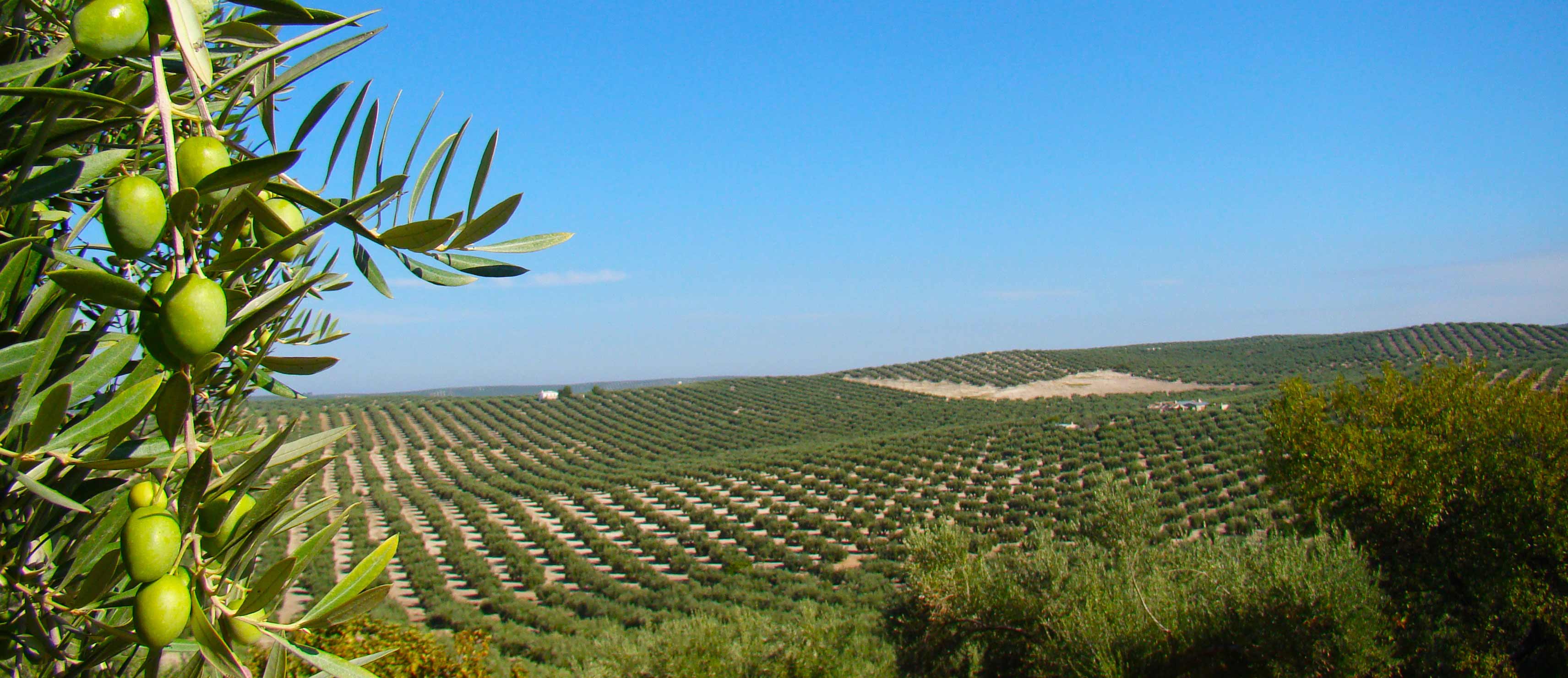 Ruta del Aceite de Oliva
